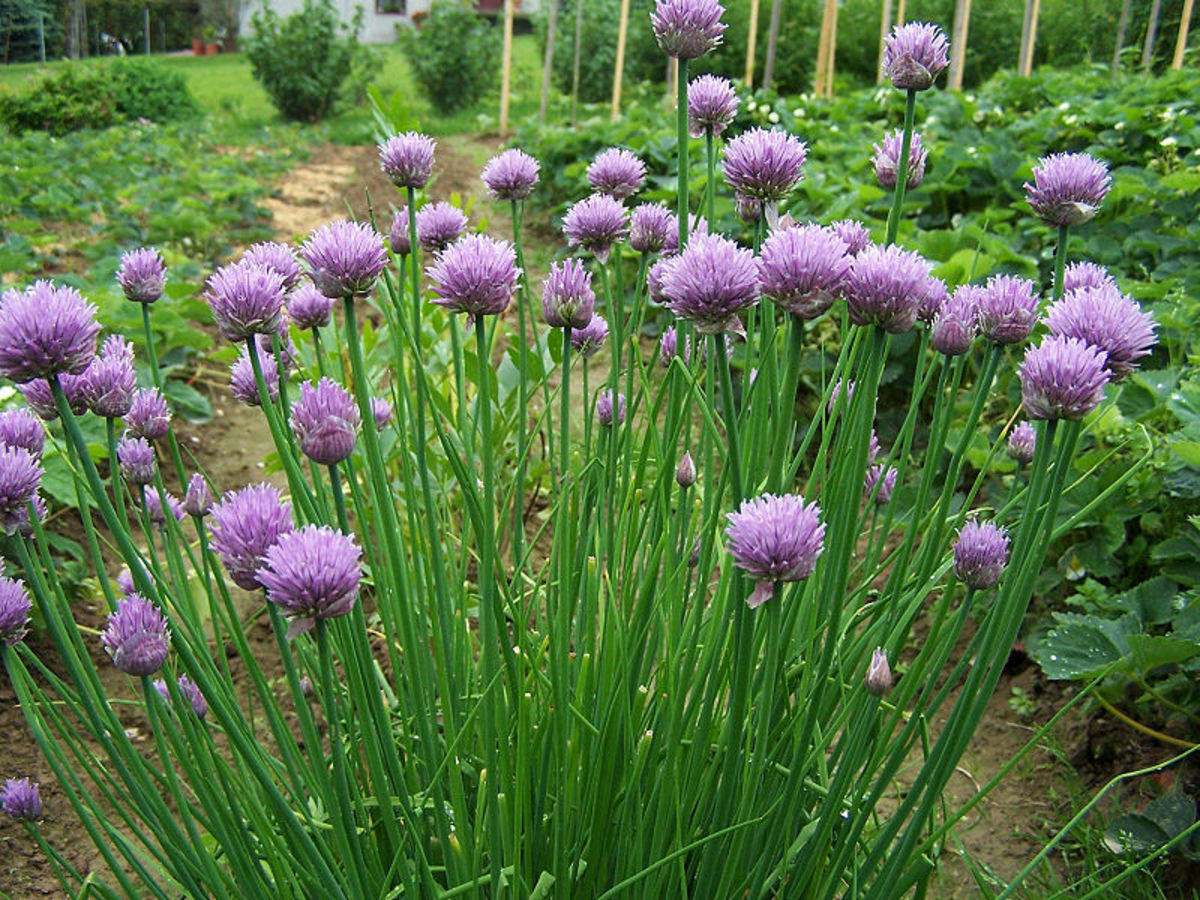Chives - Image 2