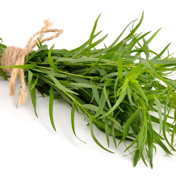 Tarragon