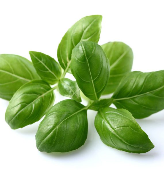 Basil