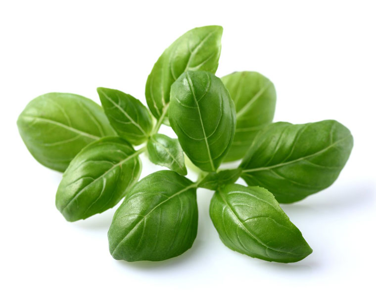 Basil