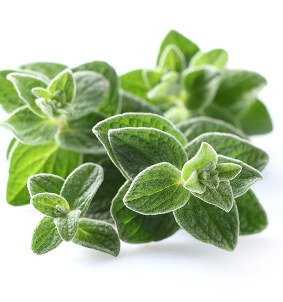 Oregano