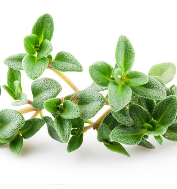 Thyme